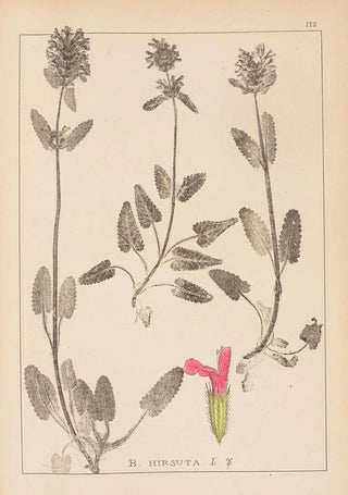 Herbier de la flore française Pl0861 - Louis Antoine Cusin — artwork view