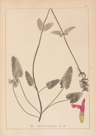 Herbier de la flore française Pl0862 - Louis Antoine Cusin — artwork view