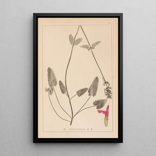 Herbier de la flore française Pl0862 - Louis Antoine Cusin — framed artwork on a wall