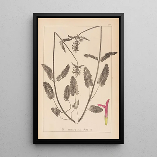 Herbier de la flore française Pl0863 - Louis Antoine Cusin — framed artwork on a wall
