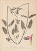 Herbier de la flore française Pl0863 - Louis Antoine Cusin — artwork view