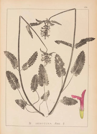Herbier de la flore française Pl0863 - Louis Antoine Cusin — artwork view