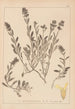 Herbier de la flore française Pl0873 - Louis Antoine Cusin — artwork view