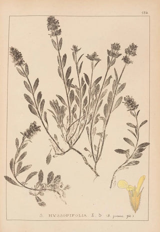 Herbier de la flore française Pl0873 - Louis Antoine Cusin — artwork view