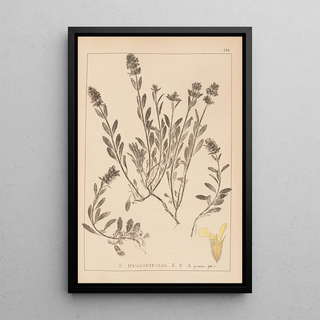 Herbier de la flore française Pl0873 - Louis Antoine Cusin — framed artwork on a wall