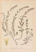 Herbier de la flore française Pl0874 - Louis Antoine Cusin — artwork view
