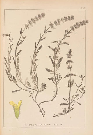 Herbier de la flore française Pl0874 - Louis Antoine Cusin — artwork view