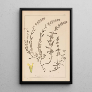 Herbier de la flore française Pl0874 - Louis Antoine Cusin — framed artwork on a wall