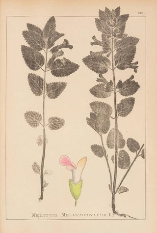 Herbier de la flore française Pl0878 - Louis Antoine Cusin — artwork view