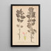 Herbier de la flore française Pl0878 - Louis Antoine Cusin — framed artwork on a wall