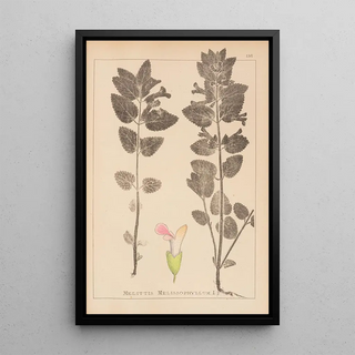 Herbier de la flore française Pl0878 - Louis Antoine Cusin — framed artwork on a wall