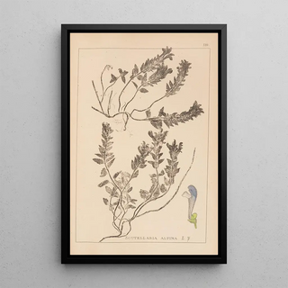 Herbier de la flore française Pl0879 - Louis Antoine Cusin — framed artwork on a wall