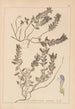 Herbier de la flore française Pl0879 - Louis Antoine Cusin — artwork view
