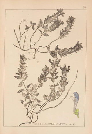 Herbier de la flore française Pl0879 - Louis Antoine Cusin — artwork view