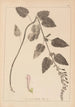 Herbier de la flore française Pl0880 - Louis Antoine Cusin — artwork view