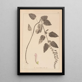 Herbier de la flore française Pl0880 - Louis Antoine Cusin — framed artwork on a wall