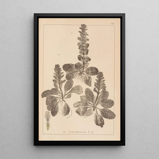 Herbier de la flore française Pl0895 - Louis Antoine Cusin — framed artwork on a wall