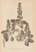 Herbier de la flore française Pl0895 - Louis Antoine Cusin — artwork view