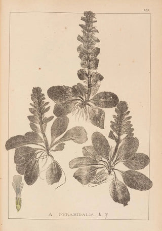 Herbier de la flore française Pl0895 - Louis Antoine Cusin — artwork view