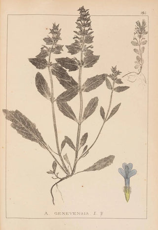Herbier de la flore française Pl0896 - Louis Antoine Cusin — artwork view