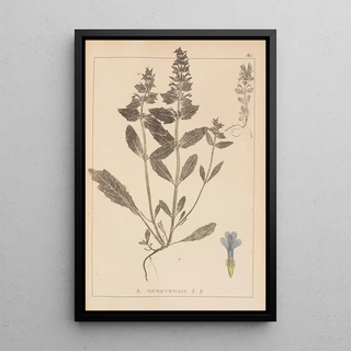 Herbier de la flore française Pl0896 - Louis Antoine Cusin — framed artwork on a wall