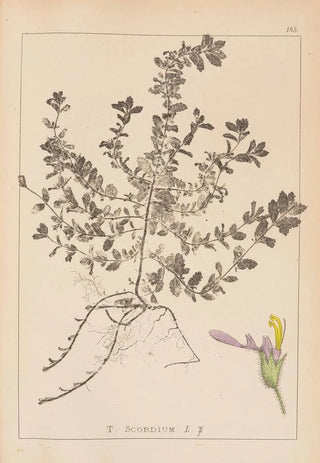 Herbier de la flore française Pl0903 - Louis Antoine Cusin — artwork view