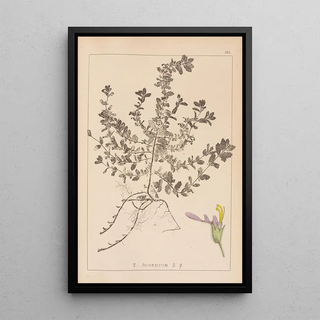 Herbier de la flore française Pl0903 - Louis Antoine Cusin — framed artwork on a wall