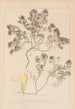 Herbier de la flore française Pl0912 - Louis Antoine Cusin — artwork view