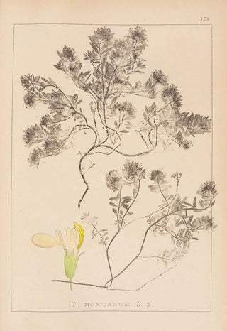 Herbier de la flore française Pl0912 - Louis Antoine Cusin — artwork view