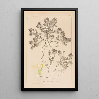Herbier de la flore française Pl0912 - Louis Antoine Cusin — framed artwork on a wall