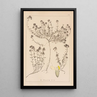 Herbier de la flore française Pl0914 - Louis Antoine Cusin — framed artwork on a wall
