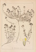 Herbier de la flore française Pl0914 - Louis Antoine Cusin — artwork view