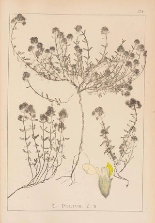 Herbier de la flore française Pl0914 - Louis Antoine Cusin — artwork view
