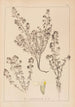 Herbier de la flore française Pl0915 - Louis Antoine Cusin — artwork view