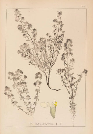 Herbier de la flore française Pl0915 - Louis Antoine Cusin — artwork view