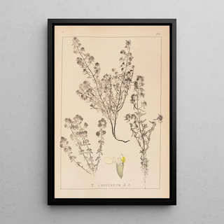 Herbier de la flore française Pl0915 - Louis Antoine Cusin — framed artwork on a wall