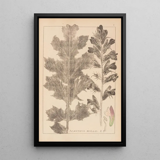 French flora herbarium painting Pl0916 - Louis Antoine Cusin — framed artwork on a wall