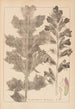 French flora herbarium painting Pl0916 - Louis Antoine Cusin — artwork view