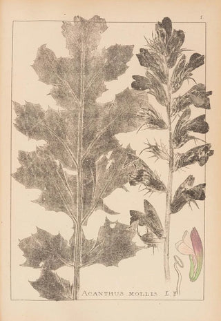 French flora herbarium painting Pl0916 - Louis Antoine Cusin — artwork view