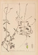 Herbier de la flore française Pl0917 - Louis Antoine Cusin — artwork view