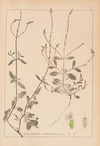 Herbier de la flore française Pl0917 - Louis Antoine Cusin — artwork view