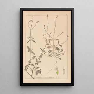 Herbier de la flore française Pl0917 - Louis Antoine Cusin — framed artwork on a wall
