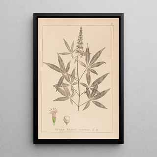 Herbier de la flore française Pl0918 - Louis Antoine Cusin — framed artwork on a wall