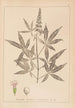 Herbier de la flore française Pl0918 - Louis Antoine Cusin — artwork view