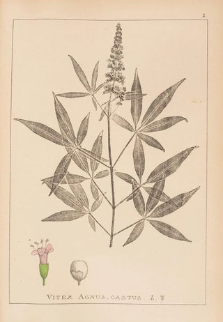 Herbier de la flore française Pl0918 - Louis Antoine Cusin — artwork view