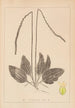 French flora herbarium painting Pl0922 - Louis Antoine Cusin — artwork view