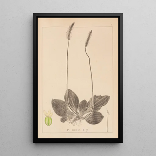 Herbier de la flore française Pl0923 - Louis Antoine Cusin — framed artwork on a wall