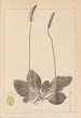 Herbier de la flore française Pl0923 - Louis Antoine Cusin — artwork view