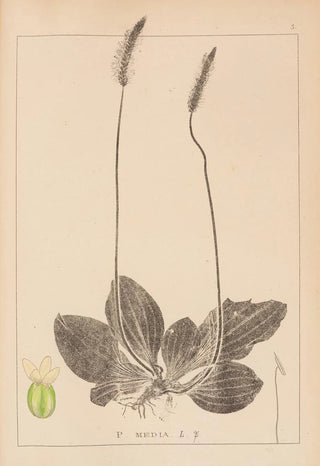 Herbier de la flore française Pl0923 - Louis Antoine Cusin — artwork view