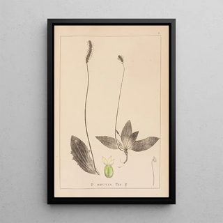 Herbier de la flore française Pl0924 - Louis Antoine Cusin — framed artwork on a wall